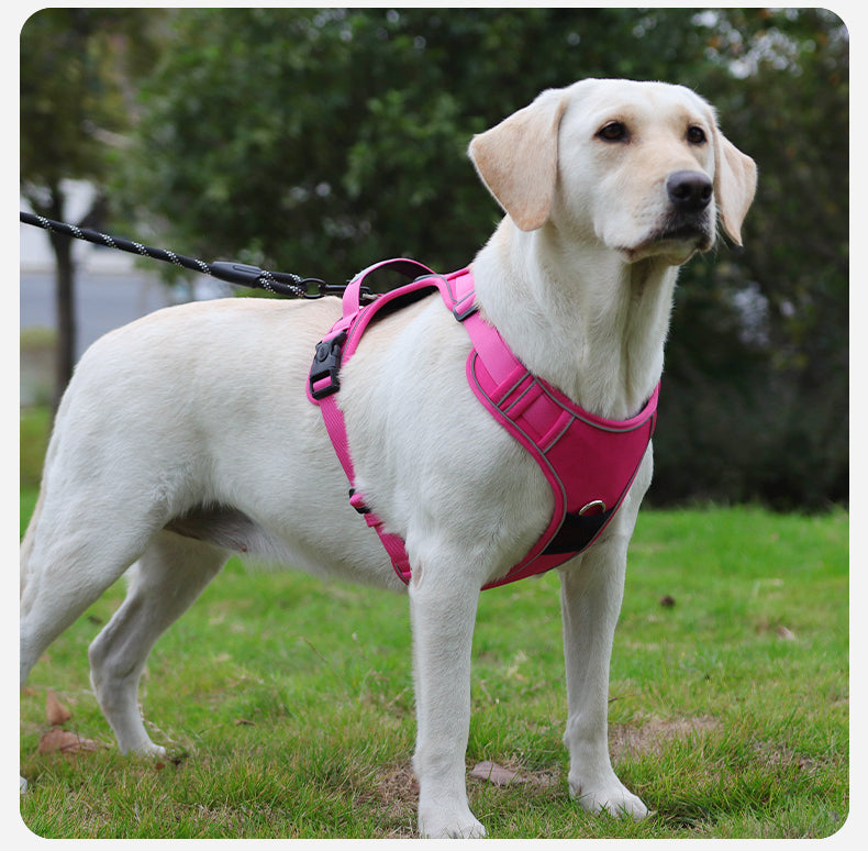 Hands-Free Rope Dog Leash
