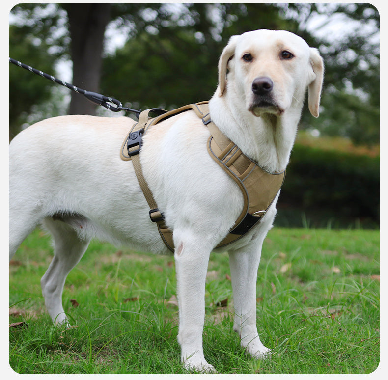 Hands-Free Rope Dog Leash