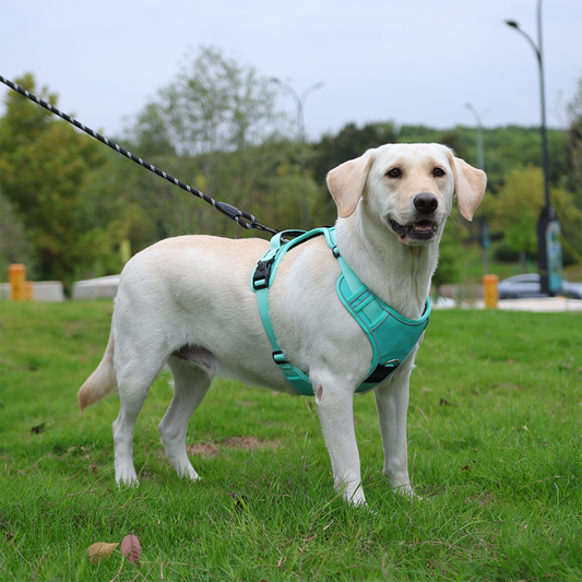 Pet harness/carryer for large dogs, explosion-proof and anti-lost.